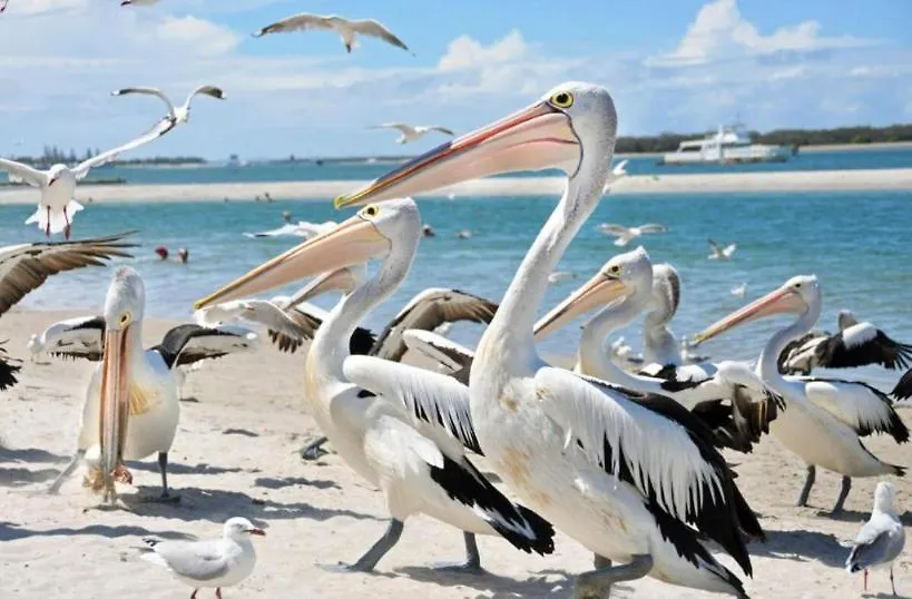 Lejlighed Beach Life At Peninsula Gold Coast Australien