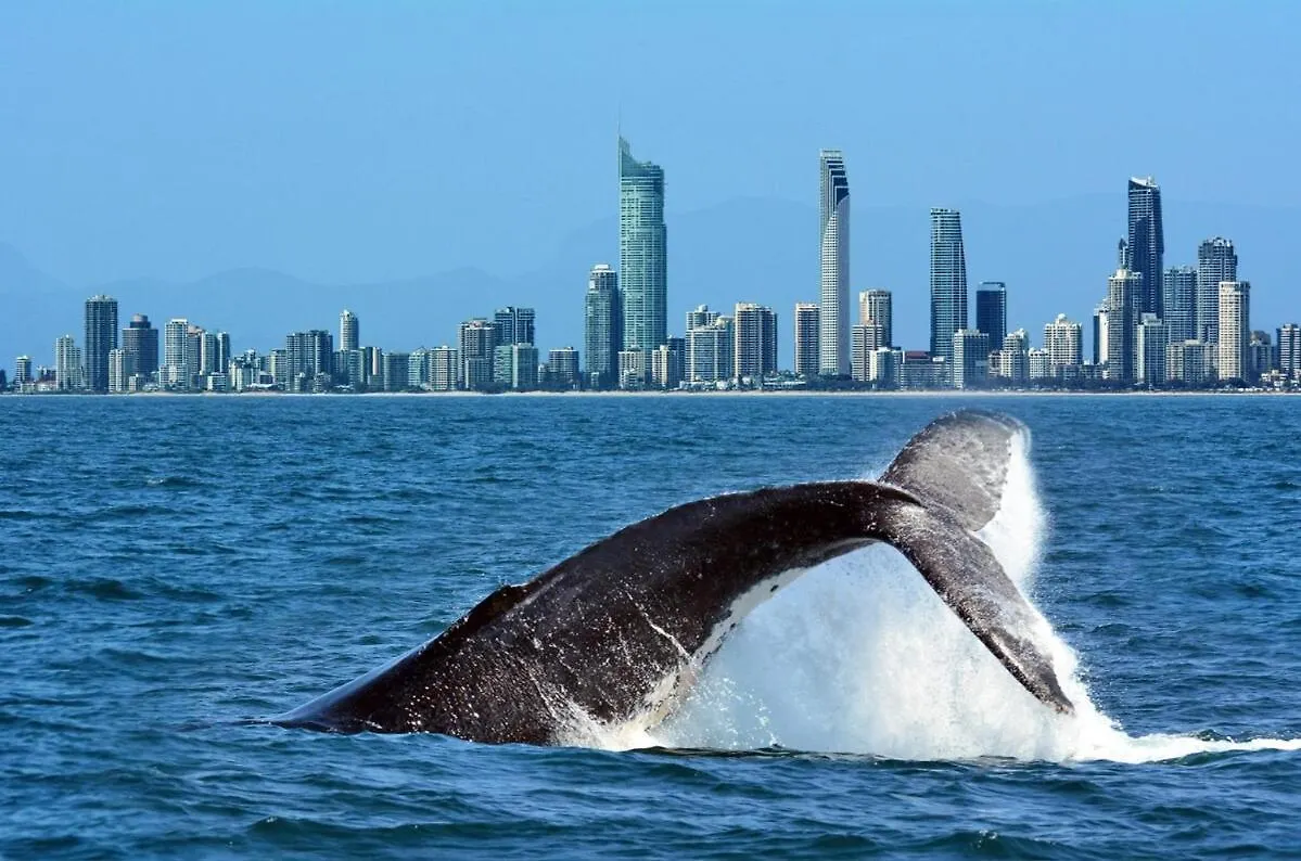 Lejlighed Beach Life At Peninsula Gold Coast